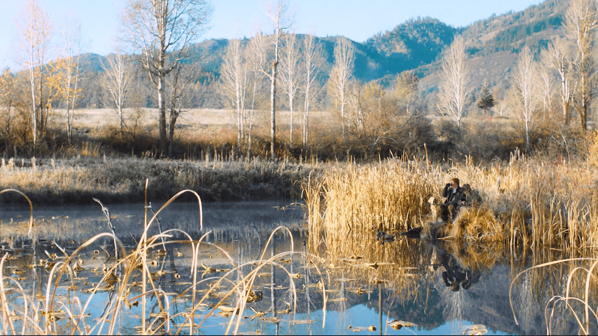 A hunter and dog waiting in the cattails at the edge of a still Idaho pond, decoys out, frost on the far bank